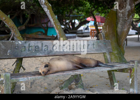 Sea Lion ruht auf einer Bank an der schönen Küste von Santa Cruz, Galápagos. Stockfoto