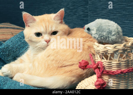 Süße Creme Tabby Katze liegt auf einer Blue Plaid neben einem wicker Boot und einem Spielzeug Maus.