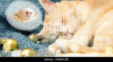 Süße Creme Katze schläft auf einem Plaid in der Nähe von Weihnachtsschmuck und sieht eine Maus in einem Traum. Stockfoto