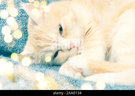 Süße Creme Katze schläft auf einem Plaid neben Weihnachtsschmuck, high key Bild. Stockfoto