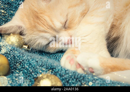 Süße Creme Katze schläft auf einem Plaid neben Weihnachtsschmuck. Stockfoto