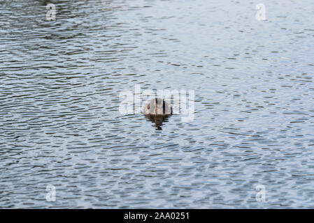 Schwimmen Zwergtaucher (Tachybaptus ruficollis) Stockfoto