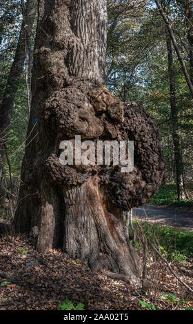 Große Knolle - ein anormales Wachstum - auf den Stamm eines Baumes im Prospect Park in Brooklyn, New York. Es gibt keinen wissenschaftlichen Konsens darüber, warum Maserknollen bilden. Stockfoto