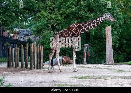 Giraffen im Berliner Zoo/Tierpark in Berlin, Deutschland Stockfoto