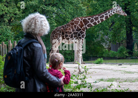 Giraffen im Berliner Zoo/Tierpark in Berlin, Deutschland Stockfoto