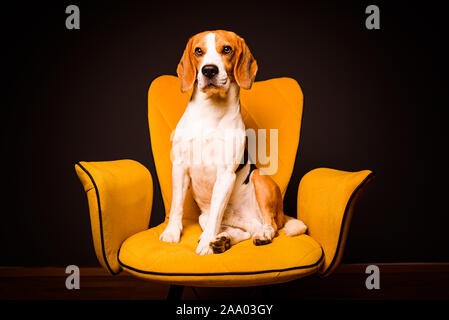 Ein beagle Hund sitzt auf einem gelben Stuhl vor einem schwarzen Hintergrund. Süßer Hund auf den Möbeln. Stockfoto