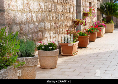 Töpfe mit Büschen von blühenden Pflanzen. Landschaft gestalten. Buchsen mit roten, rosa und lila Blumen im Licht Keramik Blumentöpfe. Stockfoto