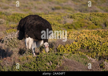 Ein einsamer männlicher Strauß (Struthio camelus) essen oder das Füttern von Fynbos in Cape Point Naturreservat umgeben, Südafrika Stockfoto