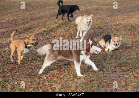 Siberian Husky, American Pit Bull Terrier, Akita Inu, Labrador Retriever und Pembroke Welsh Corgi spielen im Herbst Park. Heimtiere. Purebre Stockfoto