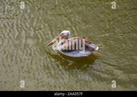 Pelikane schwimmt und Fänge Fische im Meeresmuseum Klaipeda Litauisch. Stockfoto