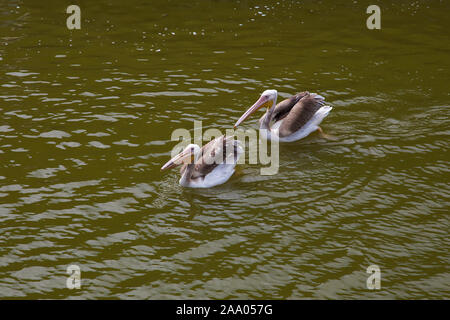 Pelikane schwimmt und Fänge Fische. Zwei Pelikane in das Meeresmuseum Klaipeda Litauisch. Stockfoto