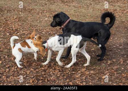 Jack Russell Terrier Welpen, Estonian hound Welpen und Labrador Retriever im Herbst Park spielen. Heimtiere. Reinrassigen Hund. Stockfoto