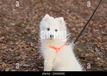 Cute Japanese Spitz Welpe schaut in die Kamera. Heimtiere. Reinrassigen Hund. Stockfoto