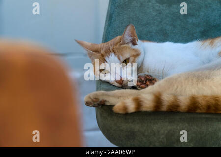 Eine zerkratzte Nase Ingwer streunende Katze liegend auf einem Stuhl Stockfoto