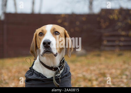 Cute russian Hound in der pet-Schicht n Herbst Park. Close Up. Heimtiere. Reinrassigen Hund. Stockfoto