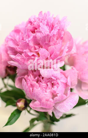 Blumenstrauß Rosa Pfingstrose mit Soft Focus. Geeignet als Blumen abstrakt Hintergrund. Stockfoto