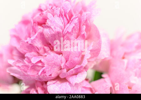 Rosa Pfingstrose mit Soft Focus. Geeignet als Blumen abstrakt Hintergrund. Stockfoto