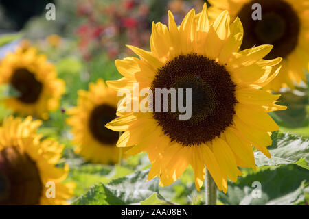 Sonnenblumenkopf im Garten, Großbritannien Stockfoto