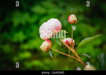 Blüten der Pflanze. Big Pfingstrose knospen im Frühling. Stockfoto