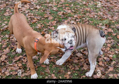 Cute American Staffordshire Terrier Welpen und englische Bulldogge spielen im Herbst Park sind. Heimtiere. Reinrassigen Hund. Stockfoto