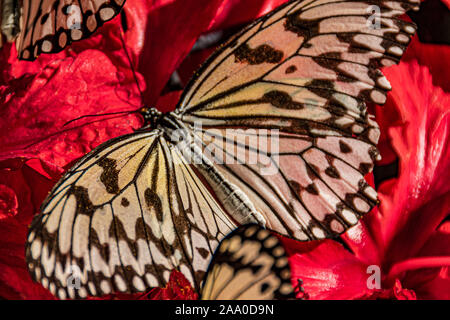 In der Nähe von Schwarzen und Weißen Schmetterling mit seinen Flügel posiert auf einer Blume. Stockfoto