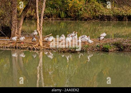 Kleine Insel mit Enten auf den Fluss Tejo, wie es durch die Stadt Aranjuez. Gemeinschaft von Madrid Spanien Stockfoto