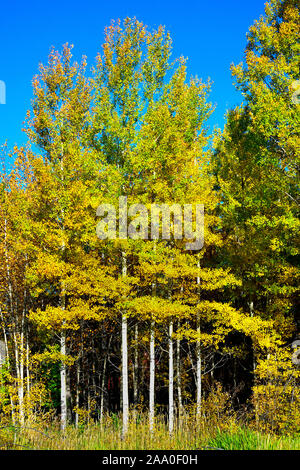 Ein Fallbild eines Stands von Espenbäumen mit Ihre Blätter drehen die Farben des Herbstes im ländlichen Alberta Kanada Stockfoto