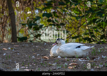 In der Nähe von Schwarzen und Weißen Ente in den Gärten von Aranjuez ruht. Gemeinschaft von Madrid. Spanien, Stockfoto