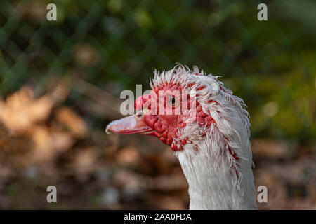 Nahaufnahme des Gesichts eines muscovy Duck. Aranjuez, Madrid. Spanien Stockfoto