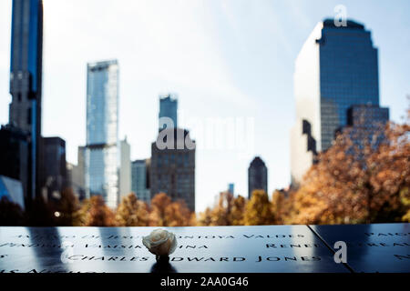 Weiße Rose die Erinnerung an die Toten des World Trade Center Stockfoto