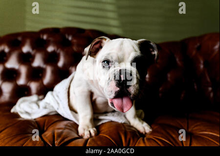 Weiße englische Bulldogge Welpen sitzen auf der Couch in Decken eingewickelt, getuftet Stockfoto