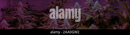 Closeup getrocknete Blüte tops Weiblicher Cannabis Pflanzen. Β-Caryophyllen Belastungen von Marihuana Stockfoto
