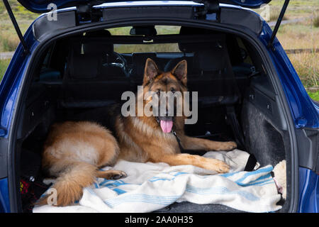 Deutscher Schäferhund an der Kamera posieren. Stockfoto