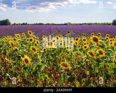 Sonnenblumen und Lavendel in der Provence Stockfoto