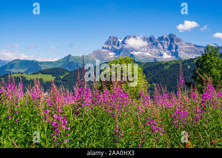 Chablais Alpen mit Dents Blanches Berg im Hintergrund, Schweiz Stockfoto