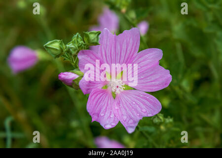 Violette Blume mit Tautropfen auf einem Hintergrund von grünem Gras. Morgen Tautropfen in einer Wiese mit Wildblumen. Stockfoto