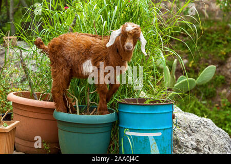 Eine braune baby Ziege steht auf einem grünen Topf für Blumen an einem sonnigen Tag