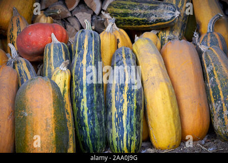 Cucurbita Früchte Hintergrund, bestimmte Sorten von Squash Stockfoto