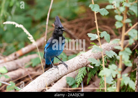 Der Steller Jay (Cyanocitta stelleri), Saint, British Columbia, Kanada Stockfoto