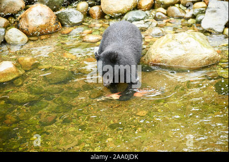 Black Bear (Ursus americanus) die Fischerei auf Lachs, Thornton Fischzuchtanstalt, Ucluelet, British Columbia, Kanada Stockfoto