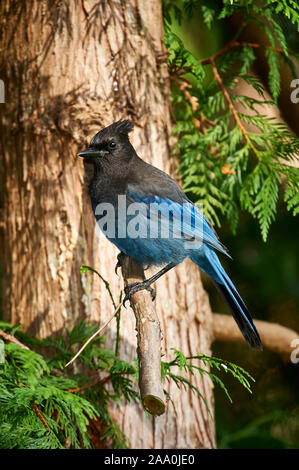 Der Steller Jay (Cyanocitta stelleri), Saint Petersburg, British Columbia, Kanada Stockfoto