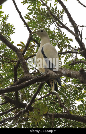 Torresian Imperial pigeon (Ducula spilorrhoa) Erwachsenen auf dem Zweig Port Moresby, Papua Neu Guinea Juli gehockt Stockfoto