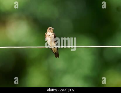 Braun-chested Martin (Phaeoprogne tapera), Jardim d'Amazonia Ecolodge, Mato Grosso, Brasilien Stockfoto