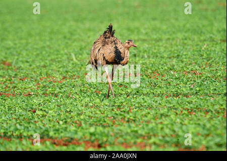 Mehr Nandu (Rhea americanus) in Soja Felder, Amazonasgebiet, Mato Grosso, Brasilien Stockfoto