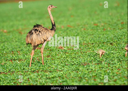 Mehr Nandu (Rhea americanus) in Soja Felder, Amazonasgebiet, Mato Grosso, Brasilien Stockfoto