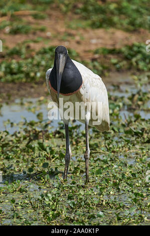 Jabiru-Storch (Jabiru Mycteria), Arraras Lodge, Pantanal Mato Grosso, Brasilien Stockfoto