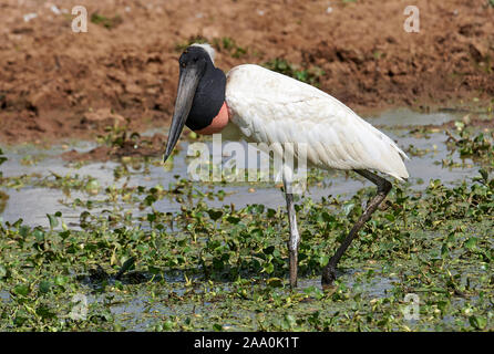 Jabiru-Storch (Jabiru Mycteria), Arraras Lodge, Pantanal Mato Grosso, Brasilien Stockfoto