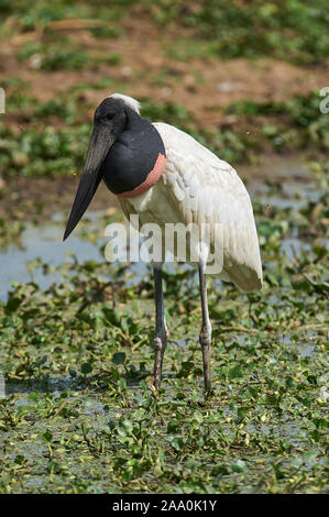 Jabiru-Storch (Jabiru Mycteria), Arraras Lodge, Pantanal Mato Grosso, Brasilien Stockfoto