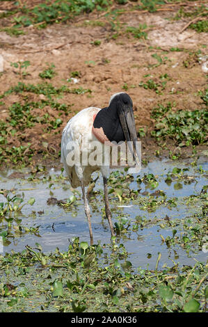 Jabiru-Storch (Jabiru Mycteria), Arraras Lodge, Pantanal Mato Grosso, Brasilien Stockfoto