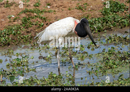 Jabiru-Storch (Jabiru Mycteria), Arraras Lodge, Pantanal Mato Grosso, Brasilien Stockfoto